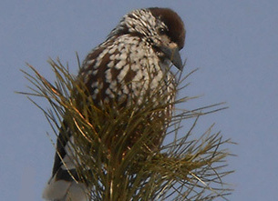 Image alt
