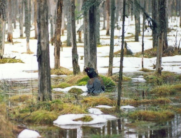 Image alt