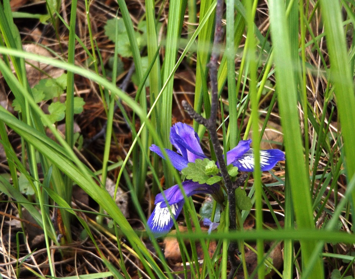 <span style="font-weight: bold; font-style: italic;">&nbsp; &nbsp; &nbsp; &nbsp; &nbsp; &nbsp; &nbsp; ТАБЛИЦЫ ПРИЗЁРОВ</span>