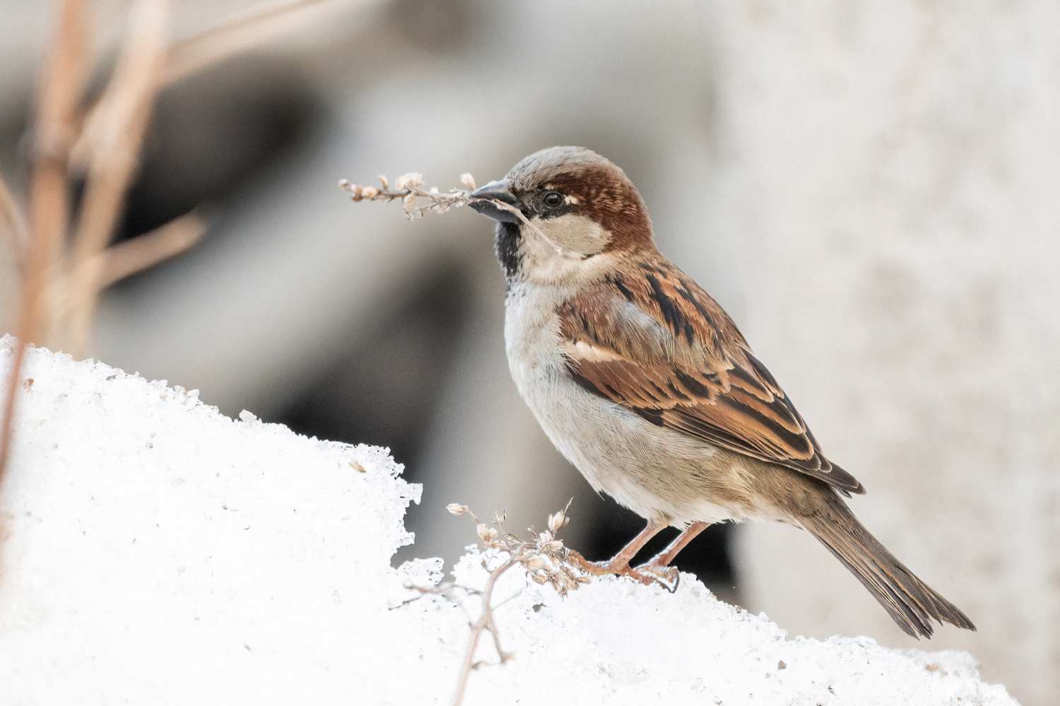 <span style="font-weight: bold;">ДОМОВЫЙ </span>