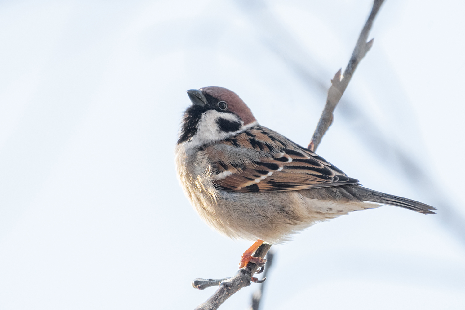  <span style="font-weight: bold;">Полевой</span>