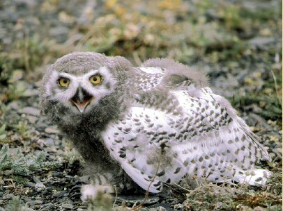 &nbsp;<span style="font-weight: bold; font-style: italic;">Фотографии птиц и&nbsp; &nbsp; &nbsp; &nbsp; &nbsp;животных</span>
