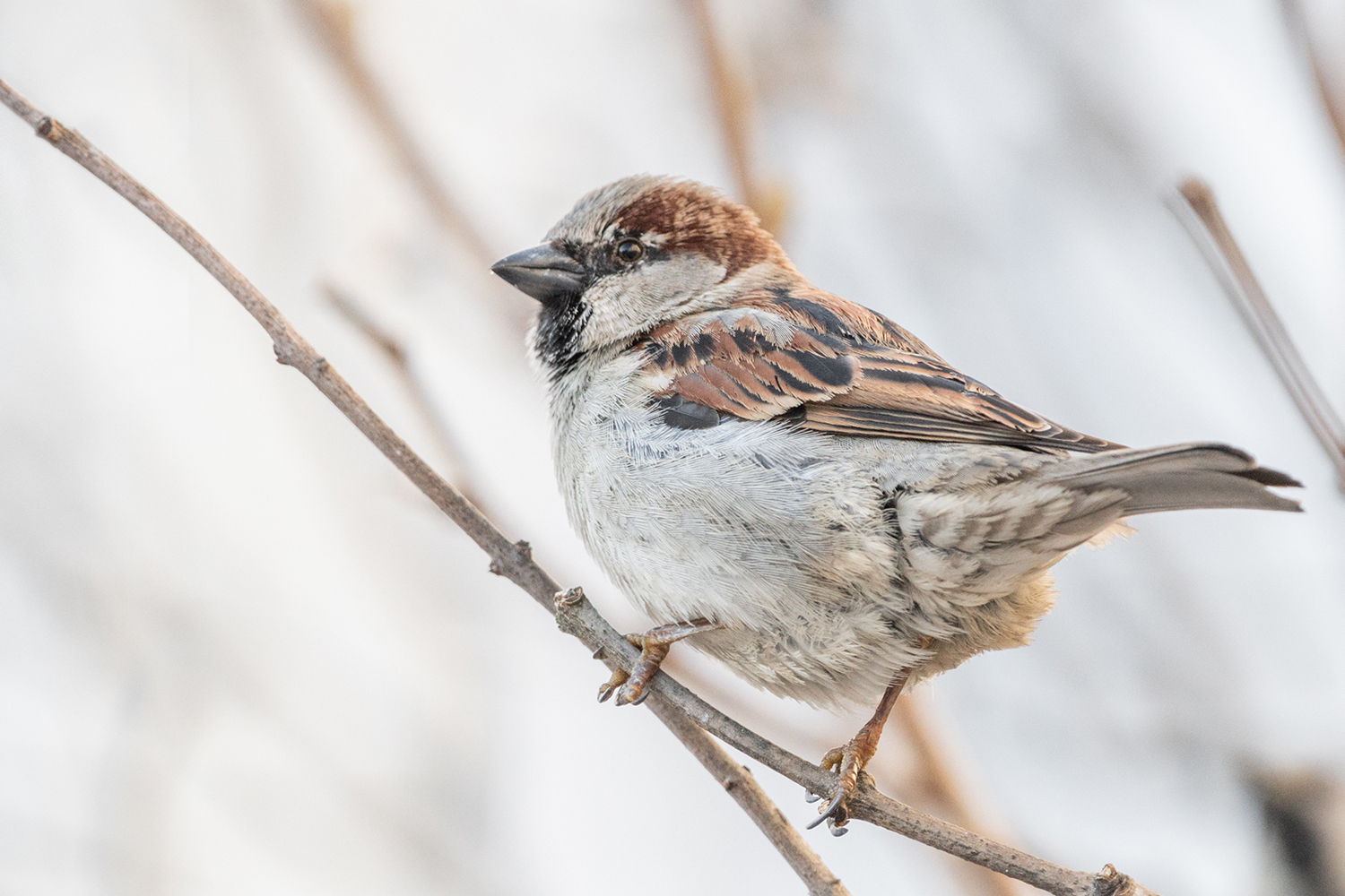  <span style="font-weight: bold;">ДОМОВЫЙ </span>