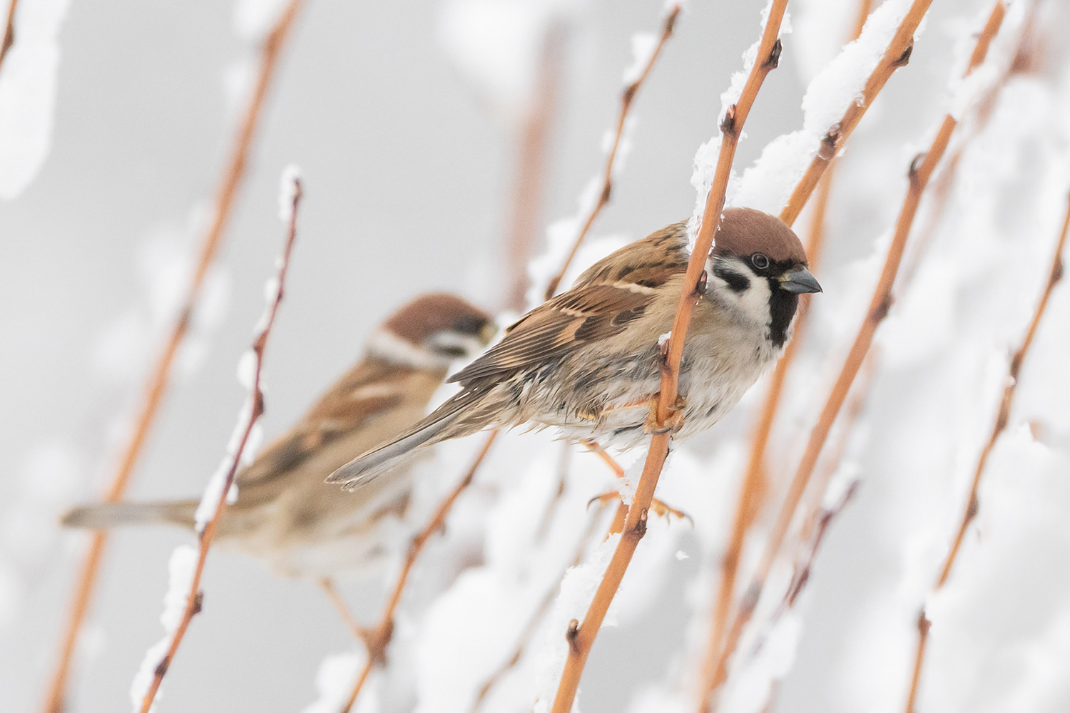 <span style="font-weight: bold;">Полевой </span>