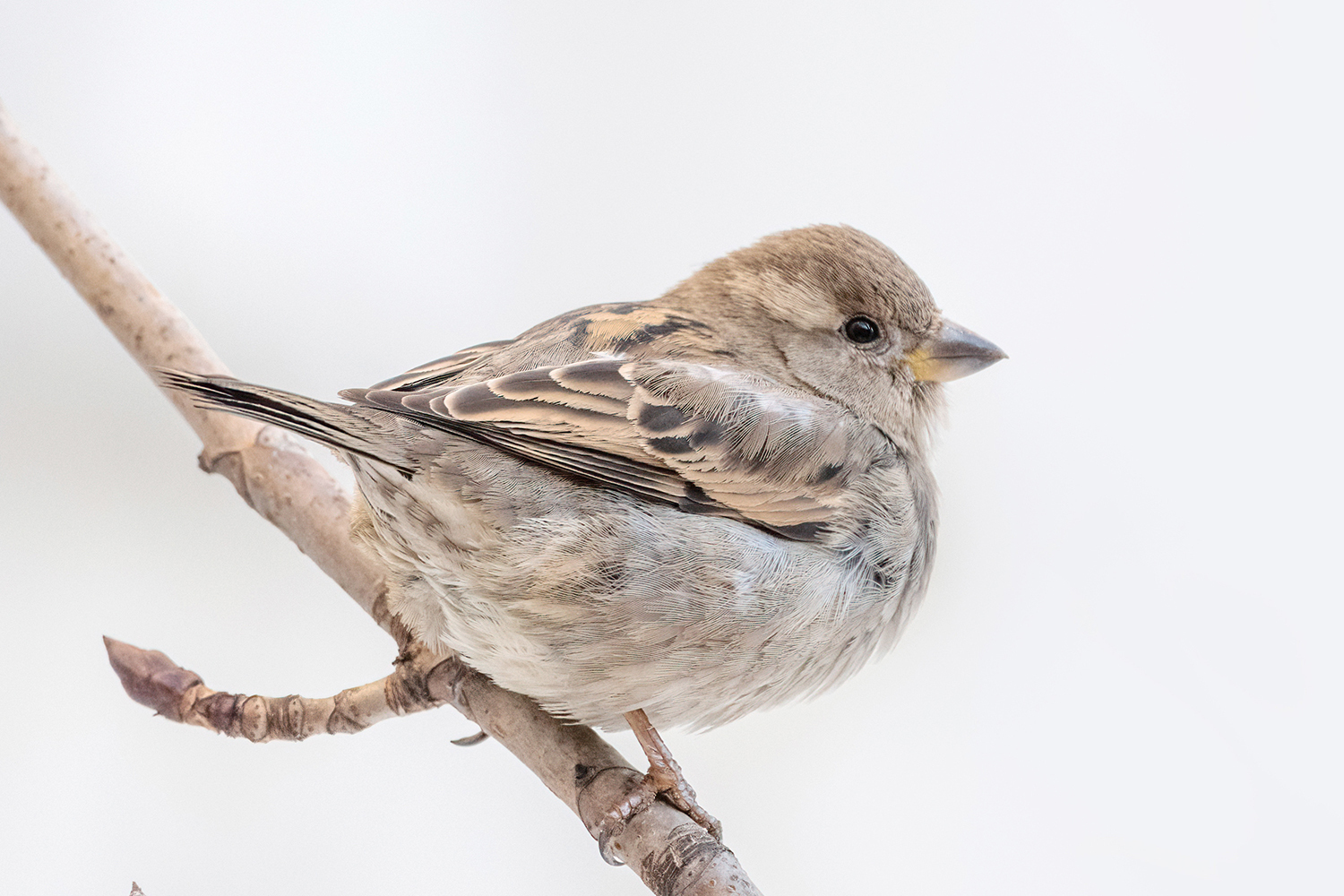  <span style="font-weight: bold;">Домовый_самка</span>